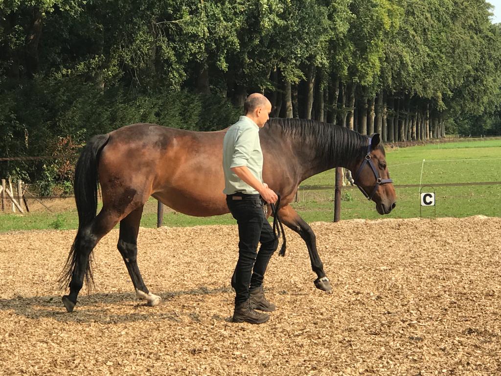 Paardencoaching in de praktijk, client loopt op met merrie Daula